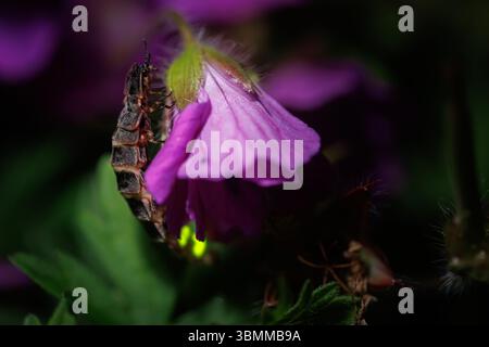 I vermi bagliori brillano in una serata estiva nel galles meridionale Foto Stock