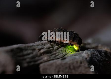 I vermi bagliori brillano in una serata estiva nel galles meridionale Foto Stock