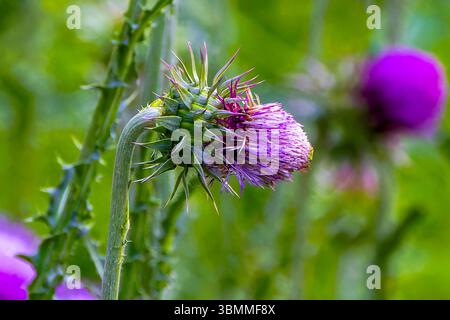 Cardo è il nome comune di un gruppo di piante da fiore . I prezzi possono verificarsi anche in tutto lo stabilimento Foto Stock