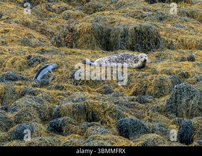 Il porto (Harbour) o foca comune (Phoca vitulina) e il cucciolo che giace in alghe su un isolotto roccioso a Loch Eynort, South Uist, Scozia, Regno Unito. Foto Stock