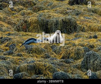 Il porto (Harbour) o foca comune (Phoca vitulina) e il cucciolo che giace in alghe su un isolotto roccioso a Loch Eynort, South Uist, Scozia, Regno Unito. Foto Stock