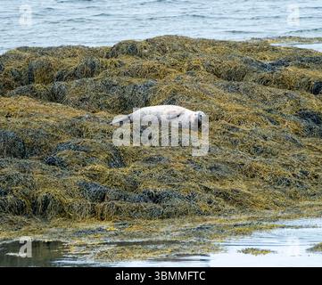 La foca del porto (Harbour), nota anche come foca comune (Phoca vitulina) che giace su un isolotto roccioso a Loch Eynort, South Uist, Scozia, Regno Unito. Foto Stock