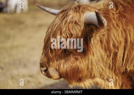 Highland Cow con corna lunghe e capelli ricci da vicino Foto Stock