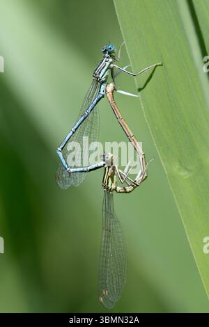Due damigelle formano un cuore con i loro corpi mentre fanno l'amore. Gli insetti sono seduti su lame d'erba su sfondo verde Foto Stock