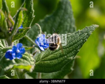 Nettare di raccolta delle api da un fiore da vicino, Guildford, Regno Unito Foto Stock