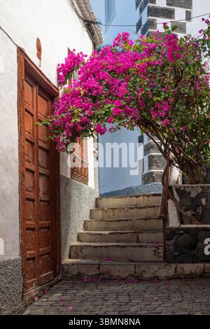 Splendore dei fiori nelle strade di Garachico, provincia di Santa Cruz de Tenerife, Spagna Foto Stock