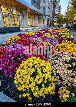 Edmonton, Alberta - 13 ottobre 2024: Piantagioni colorate nelle strade del centro di Edmonton Foto Stock