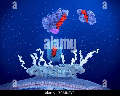 Complessi enzimatici microRNA, illustrazione Foto Stock