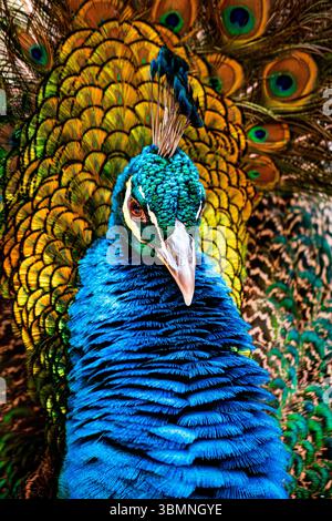 Ritratto del peafowl blu indiano Foto Stock