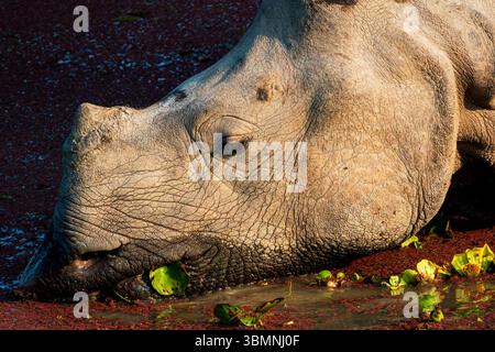 Alimentazione dei rinoceronti indiani più grandi con un corno al Kaziranga Wildlife Sanctuary, Assam, India Foto Stock