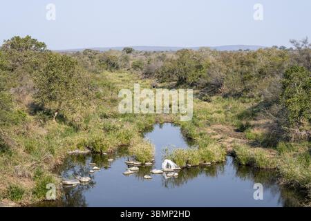 Elefante africano (Loxodonta africana) in un paesaggio fluviale idilliaco, il Parco Nazionale di Kruger, Sudafrica, Africa Foto Stock