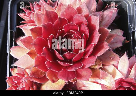 Primo piano di vista di galline e pulcini succulenti piante Foto Stock