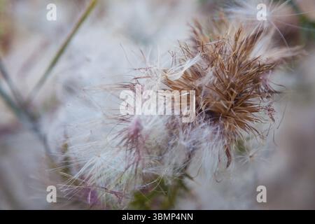 Primo piano di fiori di cardo essiccati. Primo piano di un bellissimo fiore secco di cardo in autunno, sfondo sfocato. Foto tonificata Foto Stock