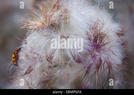 Primo piano di fiori di cardo essiccati. Primo piano di un bellissimo fiore secco di cardo in autunno, sfondo sfocato. Foto tonificata Foto Stock