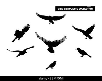 Sagome vettoriali di alta qualità in varie posizioni, volando, riposando e arroccato. Ideale per loghi, t-shirt, poster e design a tema naturale Illustrazione Vettoriale