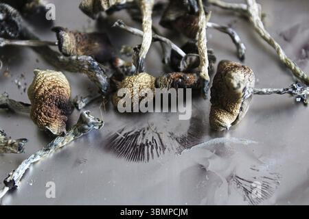 Magia essiccata con stampe di spore su foglio di stagno Foto Stock