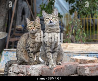 Due gatti randagi seduti su mattoni all'aperto Foto Stock