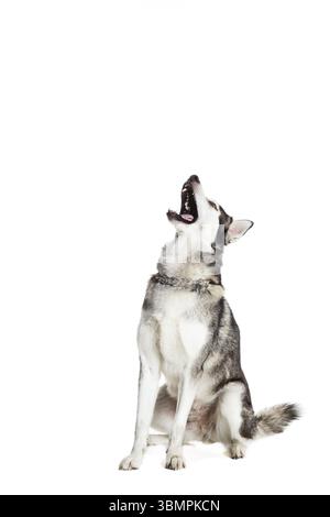 Malamute dell'Alaska seduto di fronte a sfondo bianco. Il cane esegue un comando. Il cane prende la palla Foto Stock