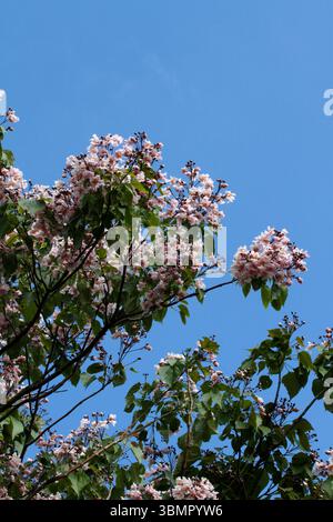 Catalpa bignonioides, fagioli indiani. Foto Stock