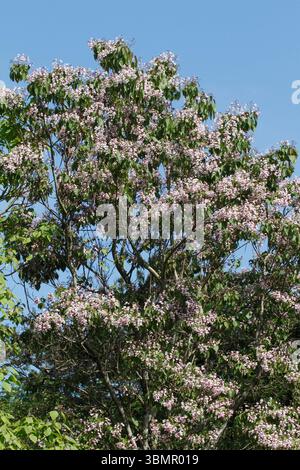 Catalpa bignonioides, fagioli indiani. Foto Stock