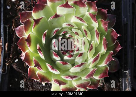 Primo piano di vista di galline e pulcini succulenti piante Foto Stock
