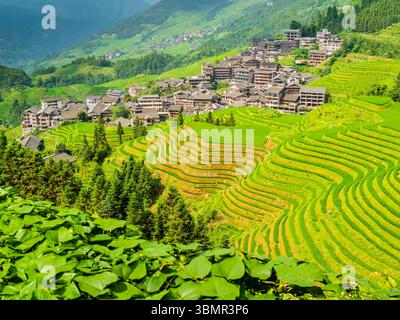 Splendida vista del villaggio di Longji circondato da verdi risaie terrazzate, contea di Longsheng, Guilin, Guangxi, Cina Foto Stock