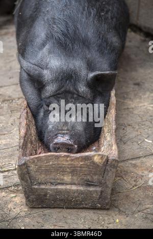 Panciuta pig risiede nel trogolo in fattoria Foto Stock