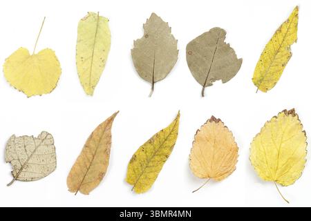 Collage. foglie secche autunnali su sfondo bianco isolato Foto Stock