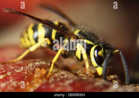 Vista macro di una vespa che mangia una mela rossa Foto Stock