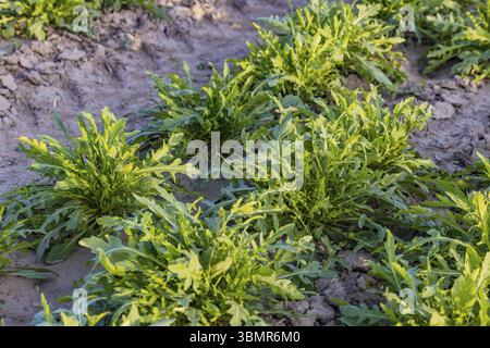 Rucola o rucola in un campo agricolo in autunno prima del raccolto alla luce del sole Foto Stock