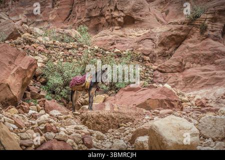 Asino beduino che riposa circondato dal paesaggio rosso rosa, Petra, Giordania. Petra è una delle nuove sette meraviglie del mondo Foto Stock