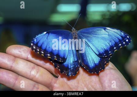 La grande farfalla blu brillante si trova su un palmo aperto di un uomo umano su uno sfondo blu-grigio Foto Stock
