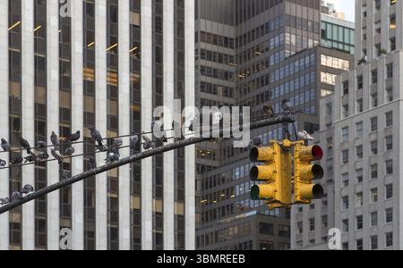 Semaforo giallo sullo sfondo dei grattacieli di New York. Luce rossa accesa Foto Stock