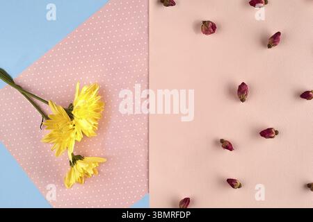 Tre fiori gialli di crisantemo e alcuni piccoli boccioli di rosa e blu su fondo. Natura, concetto floreale. Primo piano, copia spazio per yo Foto Stock
