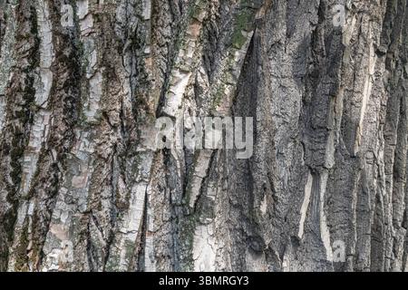 Tronco di un vecchio pioppo. Consistenza della corteccia degli alberi. Foto Stock