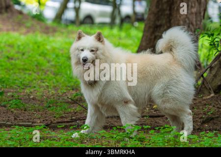 Un bel cane samoidato in un parco Foto Stock