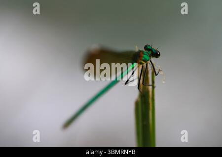 Foto macro di una libellula verde vibrante arroccata delicatamente su una pianta verde Foto Stock
