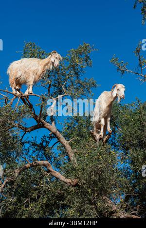 Capre che si arrampicano su un albero di argan in Marocco sotto un cielo azzurro vivido: Comportamento raro e curioso nel paesaggio desertico, perfetto per la fauna selvatica, viaggia Foto Stock