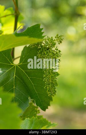 Grappolo d'uva in fase iniziale che forma sulla vite con foglia verde grande, girato in ambiente naturale all'aperto durante la stagione della fioritura Foto Stock