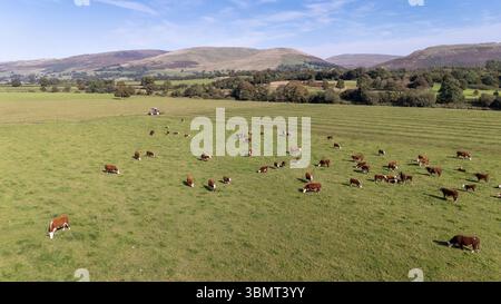 Tiro aereo di un branco di bovini Hereford che pascolano su un pascolo nella valle di Lune, in Cumbria, con Howgill Fells alle spalle. Foto Stock