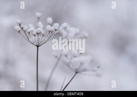 Fiore selvatico innevato in una fredda giornata invernale – primo piano della natura in tonalità invernali monocromatiche Foto Stock