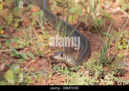 Un serpente di topi scivola nell'erba del parco nazionale di Wilpattu. Foto Stock
