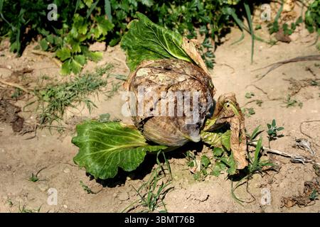 Il cavolo Brassica oleracea, chiamato anche cavolo bianco e cavolo con testa, mostra una testa rotonda con foglie esterne marroni danneggiate, che crescono in giardino asciutto Foto Stock
