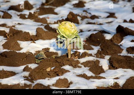 Il cavolo Brassica oleracea, chiamato anche cavolo bianco e cavolo con testa, si erge da solo con foglie verdi pallide in un campo arato, circondato da macchie Foto Stock