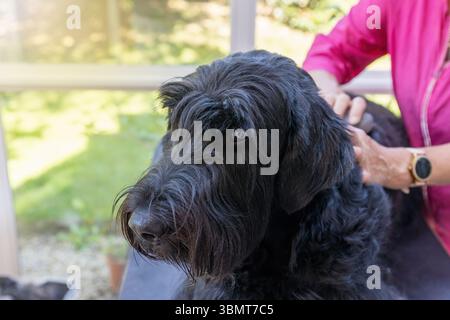 Vista laterale dell'obbediente Big Black Schnauzer Dog curato da un tosaerba professionista. Orizzontalmente. Foto Stock