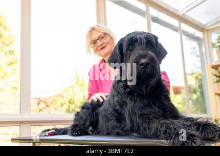 Big Black Schnauzer Dog è sdraiato sul tavolo guardando verso il basso sulla telecamera. Orizzontalmente. Foto Stock
