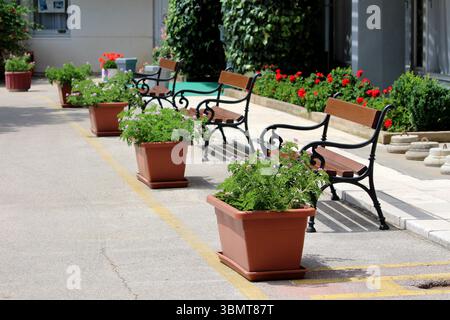 Profumato geranio Pelargonium graveolens, chiamato anche geranio di rosa e geranio profumato dolce, cresce lussureggiante in piantatrici di terracotta lungo un passaggio pedonale Foto Stock