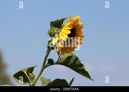 Il girasole Helianthus annuus, chiamato anche girasole comune, mostra una grande testa di fiori gialli con centro scuro e ampie foglie verdi, adagiate contro un Foto Stock