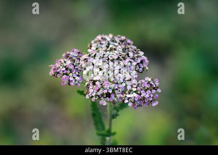 Yarrow Achillea millefolium, chiamato anche yarrow e milfoil comuni, mostra un denso ammasso di piccoli fiori rosa pallidi in cima a uno stelo piumato Foto Stock