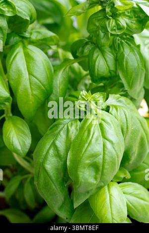 Pianta fresca di basilico con foglie verdi per erbe in vaso verdi per cibi aromatici e ricette culinarie Foto Stock